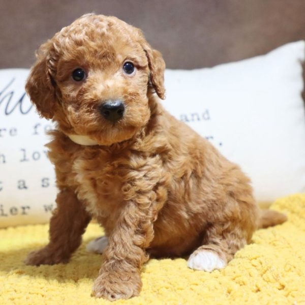 F1bb Mini Goldendoodle Puppy for Sale