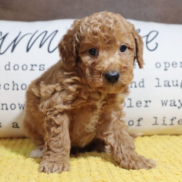 F1bb Mini Goldendoodle Puppy for Sale