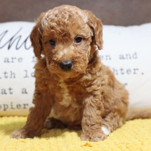 F1bb Mini Goldendoodle Puppy for Sale