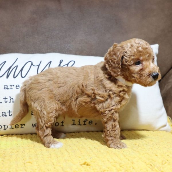 F1bb Mini Goldendoodle Puppy for Sale