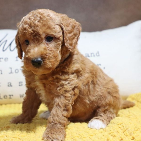 F1bb Mini Goldendoodle Puppy for Sale