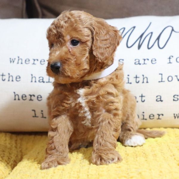 F1bb Mini Goldendoodle Puppy for Sale