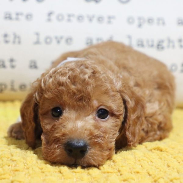 F1bb Mini Goldendoodle Puppy for Sale