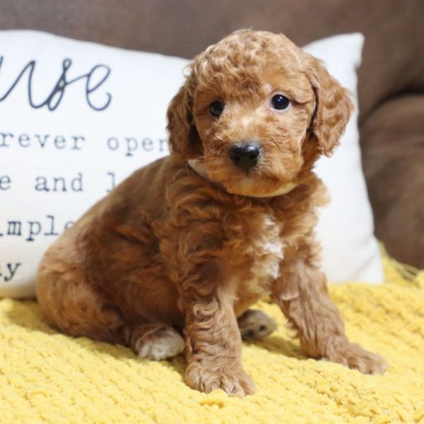 F1bb Mini Goldendoodle Puppy for Sale