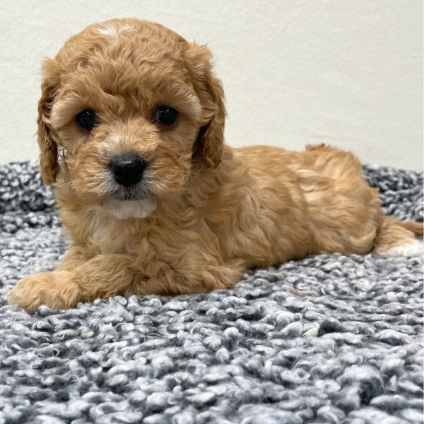 F1b Cavapoo Puppy for Sale