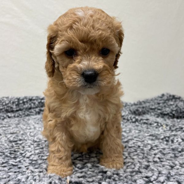 F1b Cavapoo Puppy for Sale