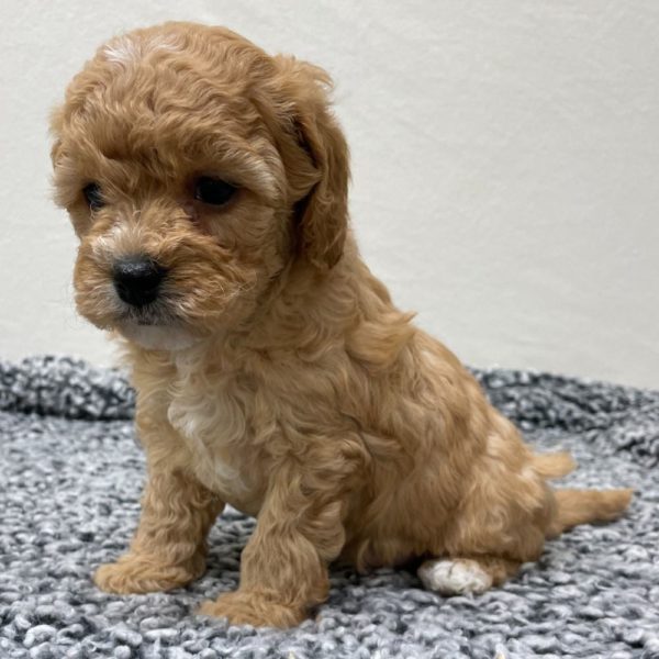 F1b Cavapoo Puppy for Sale