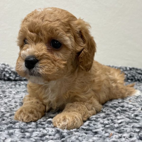 F1b Cavapoo Puppy for Sale