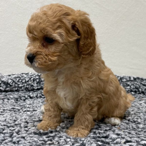 F1b Cavapoo Puppy for Sale