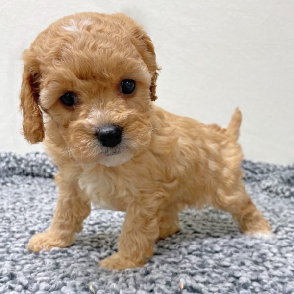 F1b Cavapoo Puppy for Sale