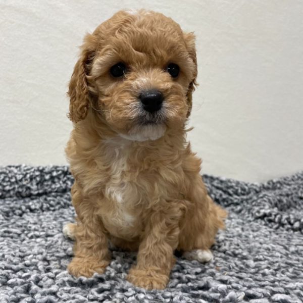 F1b Cavapoo Puppy for Sale