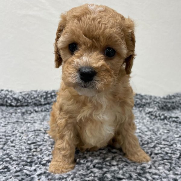 F1b Cavapoo Puppy for Sale