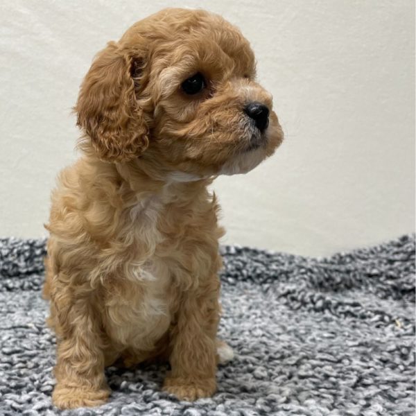 F1b Cavapoo Puppy for Sale