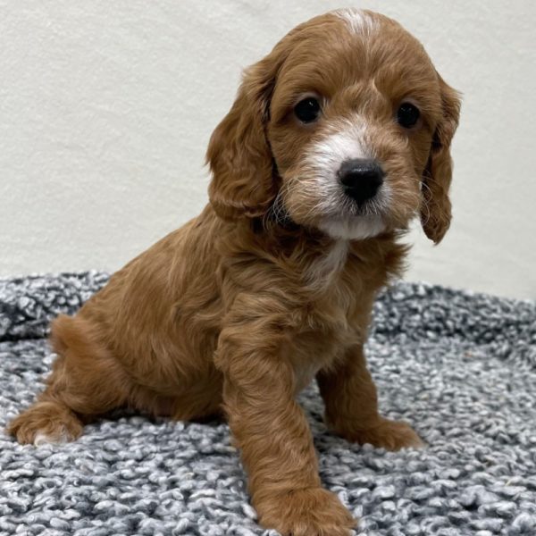 F1b Cavapoo Puppy for Sale