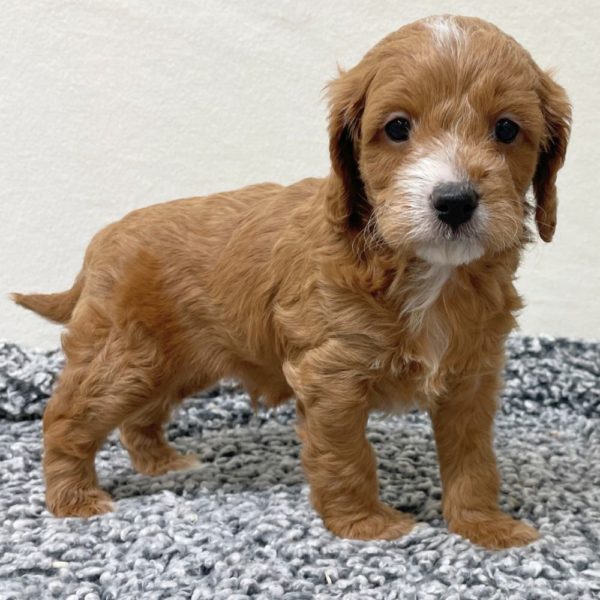 F1b Cavapoo Puppy for Sale