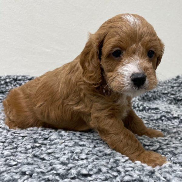 F1b Cavapoo Puppy for Sale