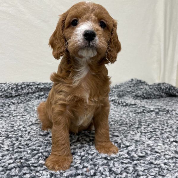 F1b Cavapoo Puppy for Sale