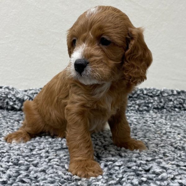 F1b Cavapoo Puppy for Sale