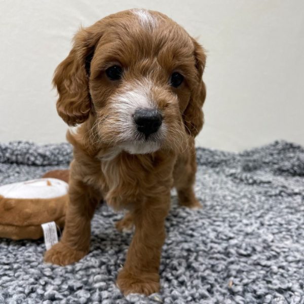 F1b Cavapoo Puppy for Sale