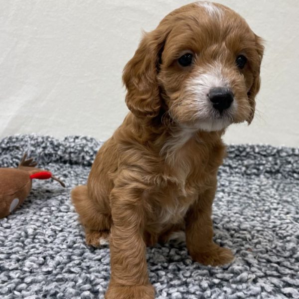 F1b Cavapoo Puppy for Sale