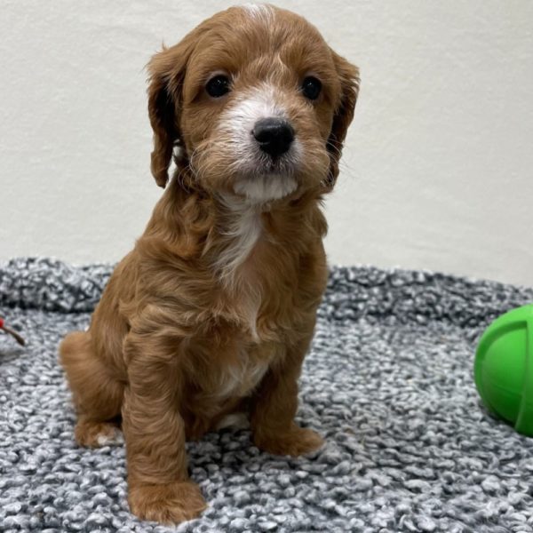 F1b Cavapoo Puppy for Sale