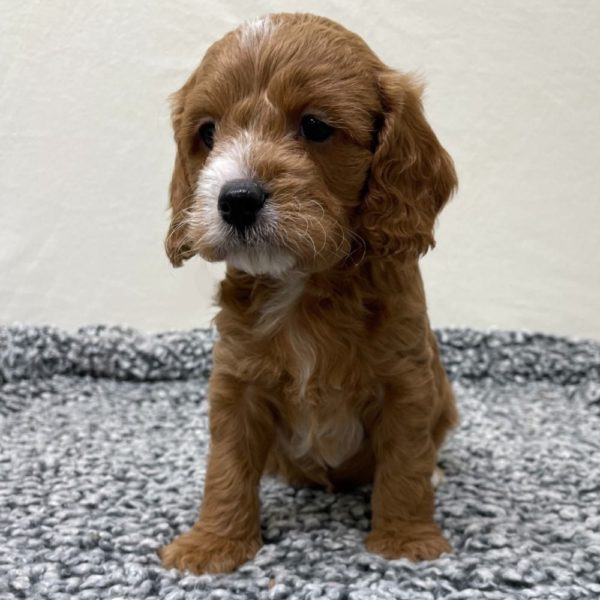 F1b Cavapoo Puppy for Sale