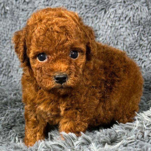 Female Toy Poodle Puppy for Sale | ID 3545-SA