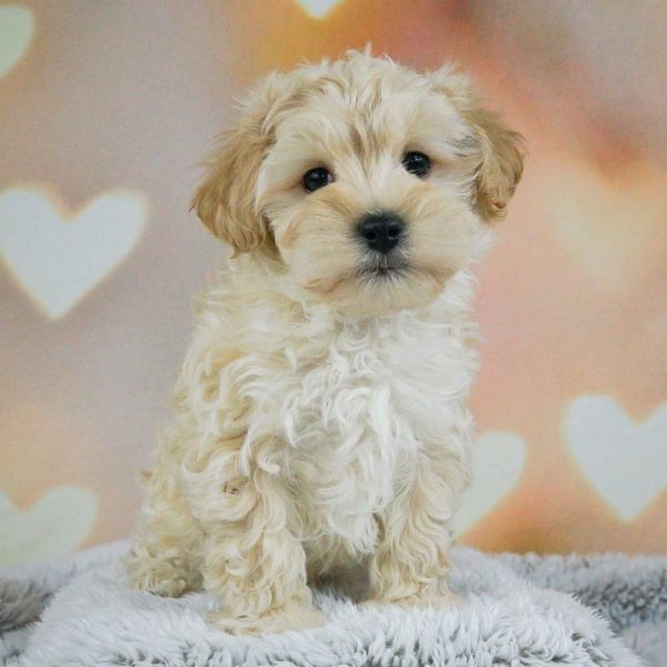 Maltipoo Puppy for Sale