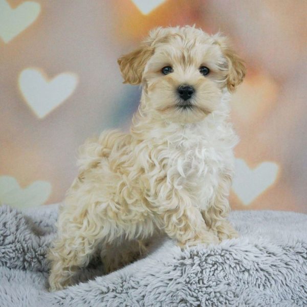 Maltipoo Puppy for Sale