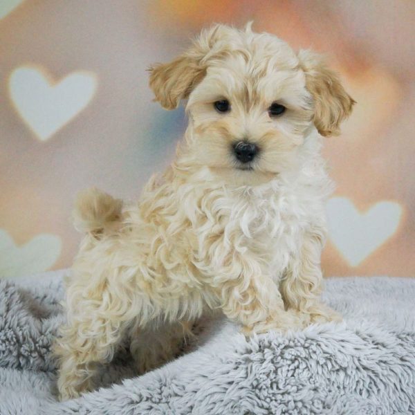 Maltipoo Puppy for Sale