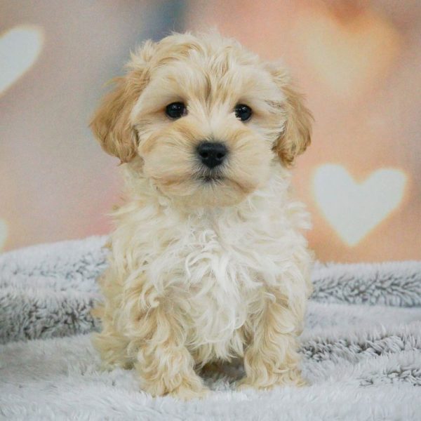 Maltipoo Puppy for Sale