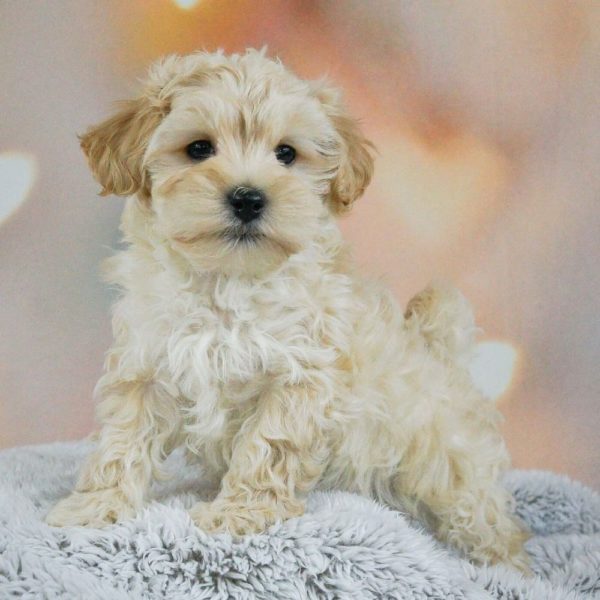 Maltipoo Puppy for Sale