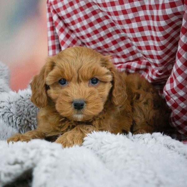 F1b Maltipoo Puppy for Sale