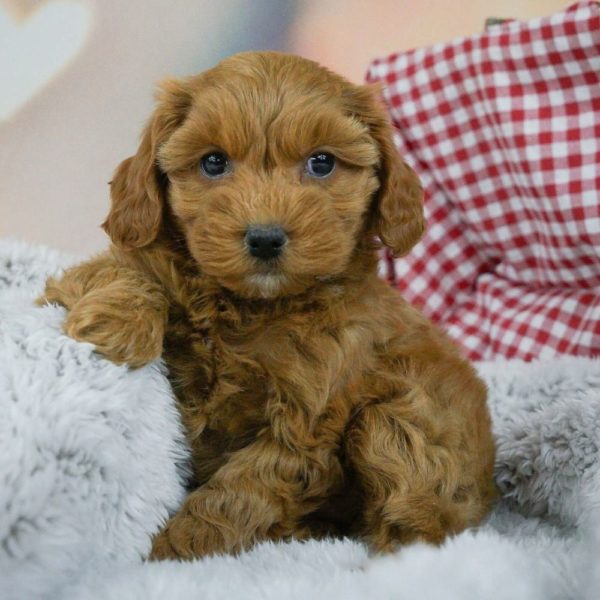 F1b Maltipoo Puppy for Sale