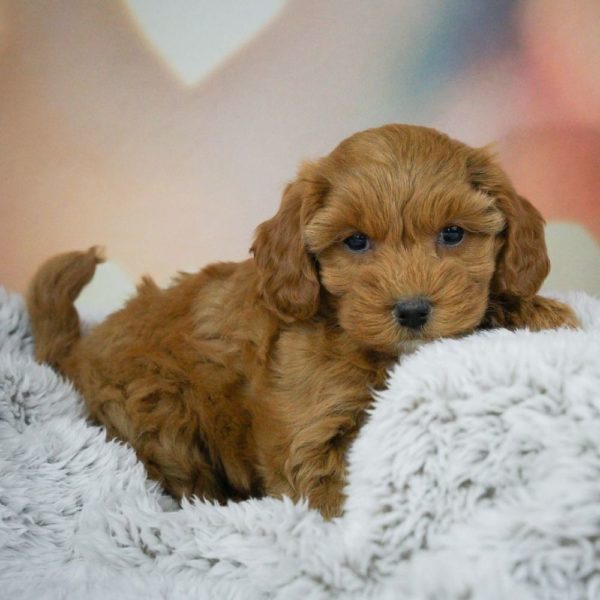 F1b Maltipoo Puppy for Sale