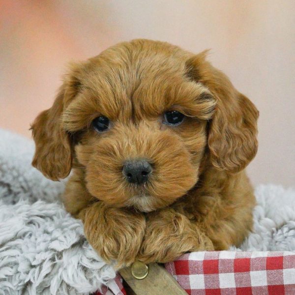 F1b Maltipoo Puppy for Sale