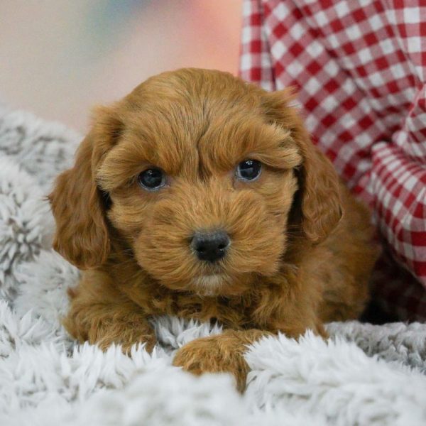 F1b Maltipoo Puppy for Sale