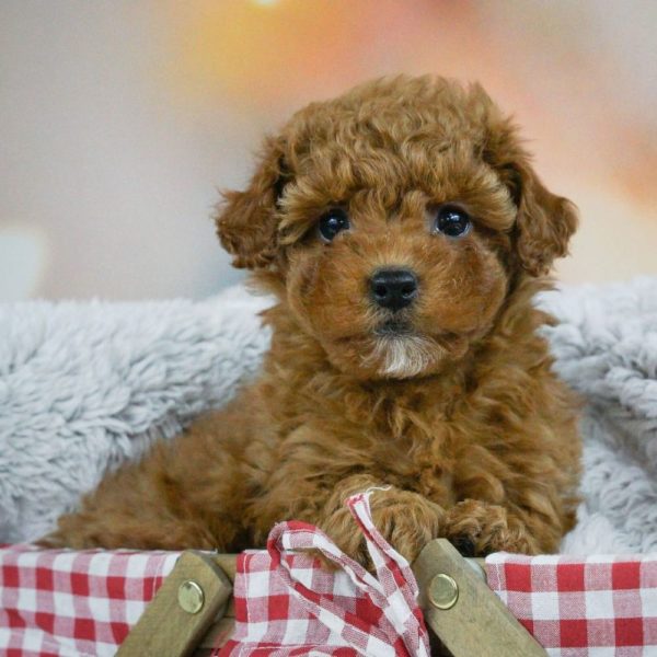 F1b Maltipoo Puppy for Sale