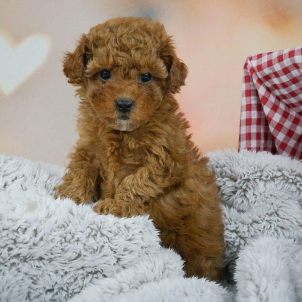 F1b Maltipoo Puppy for Sale