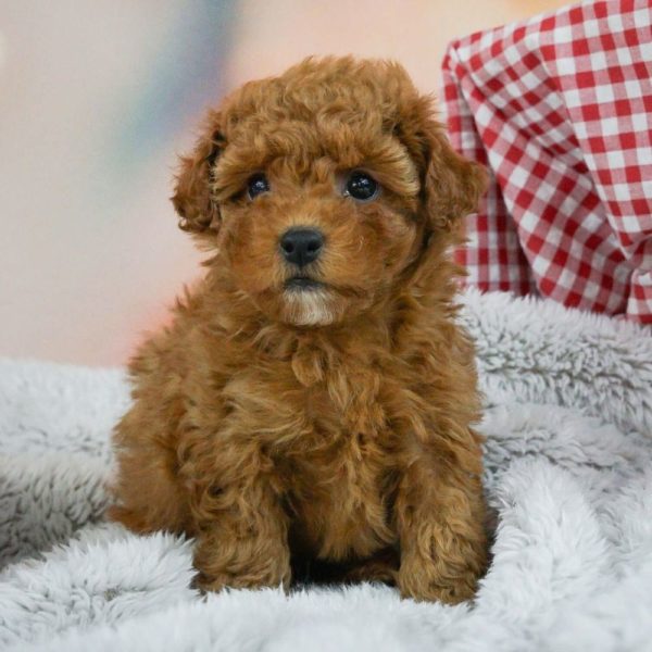 F1b Maltipoo Puppy for Sale