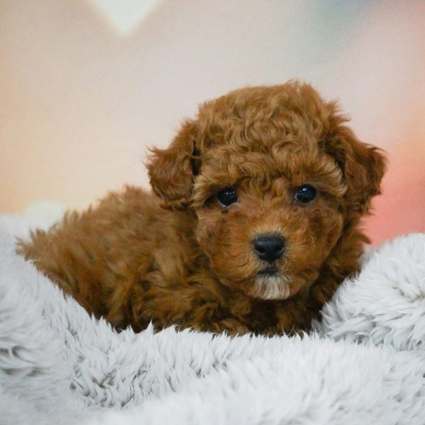 F1b Maltipoo Puppy for Sale