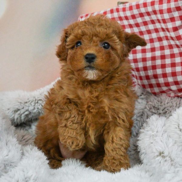 F1b Maltipoo Puppy for Sale