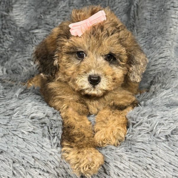 Miniature Poodle Puppy for Sale