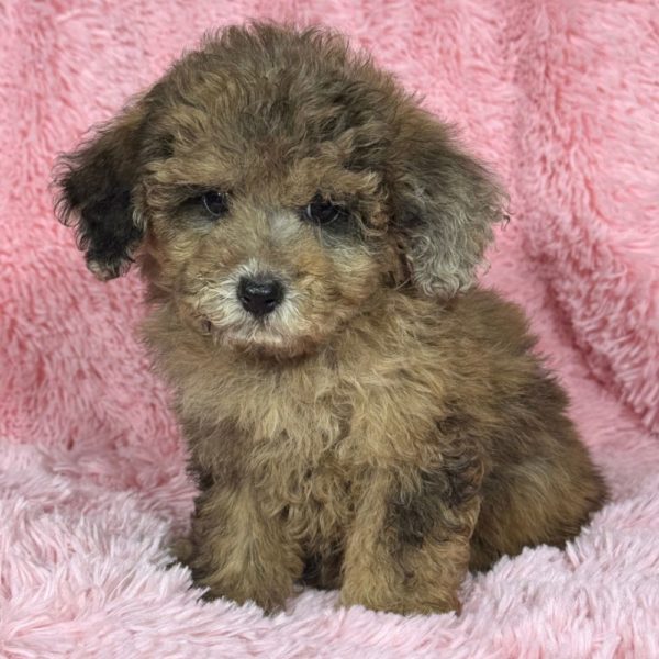 Miniature Poodle Puppy for Sale