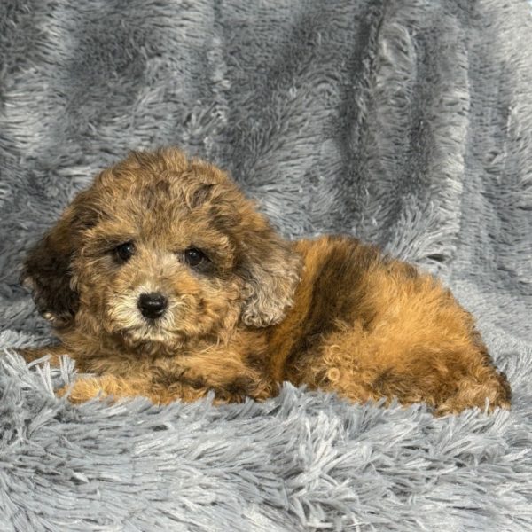 Miniature Poodle Puppy for Sale