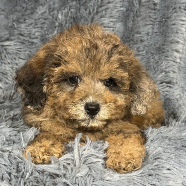 Miniature Poodle Puppy for Sale
