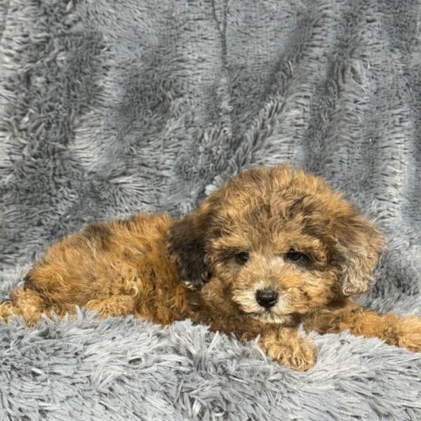 Miniature Poodle Puppy for Sale