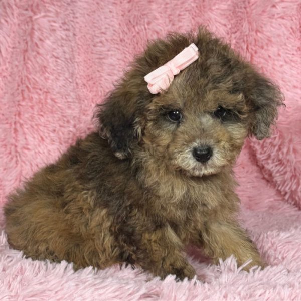 Miniature Poodle Puppy for Sale