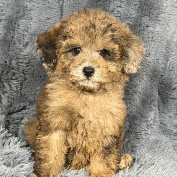 Miniature Poodle Puppy for Sale
