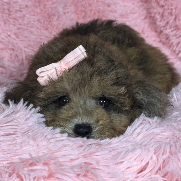 Miniature Poodle Puppy for Sale